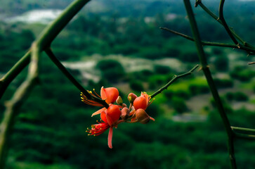 Butea Monosperma or Palash Flower.  unique red Flower.