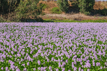 Field with common water hyacinth or Eichhornia crassipes flowers