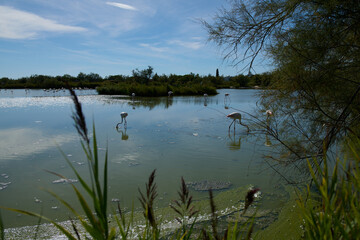 Białe flamingi brodzą w wodzie w rezerwacie przyrody. - obrazy, fototapety, plakaty