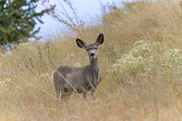 Small Herd of Mule Deer