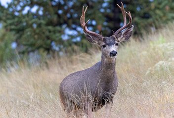 Small Herd of Mule Deer