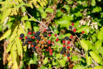 Black and red mulberries on the branch of tree.Fresh mulberry.
