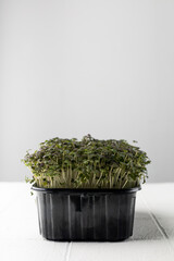 Black container with fresh microgreens isolated on white background