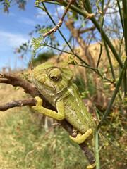 camaleón tuerto libre almería  IMG_8272-as22

