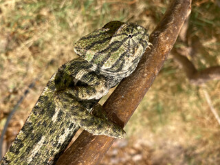 camaleón tuerto libre almería  IMG_8334-as22
