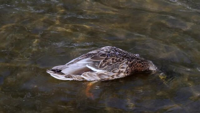 Duck swims and dives, itches in pond water in slow motion.