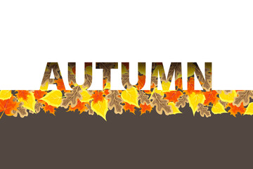 Bright autumn leaves from different trees. The inscription of the season is decorated with autumn leaves