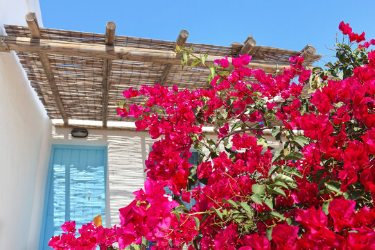 blooming bougainvilleas at Ano Koufonisi island Cyclades Greece