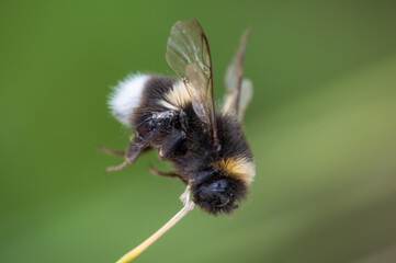 White-tailed Bumblebee clinging to an end of a reed as it sleeps.