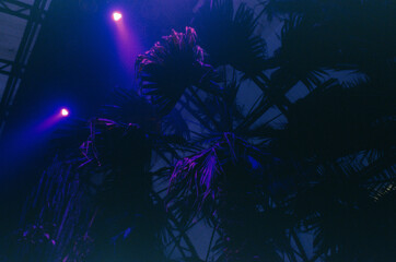 Inside the greenhouse in neon light