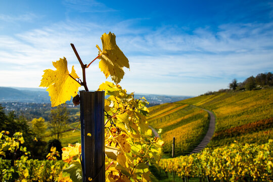 Bunte Weinberge im Herbst