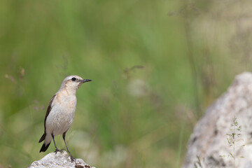 Northern Wheatear (Oenanthe oenanthe). beautiful bird that lives at high altitudes.