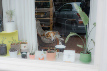 Senior dog laying on the armchair 