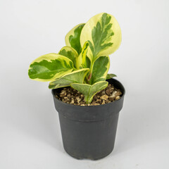 Plantas y flores en maceta 