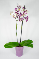 Plantas y flores en maceta 