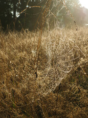 morgendliche Tautropfen an einem angestrahlten Spinnennetz 
