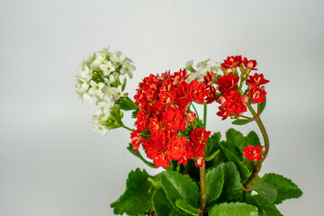 Plantas y flores en maceta 