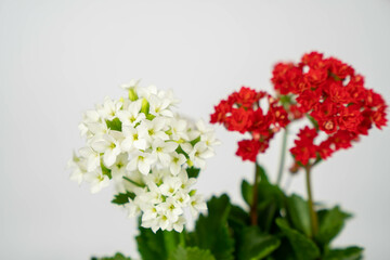 Plantas y flores en maceta 