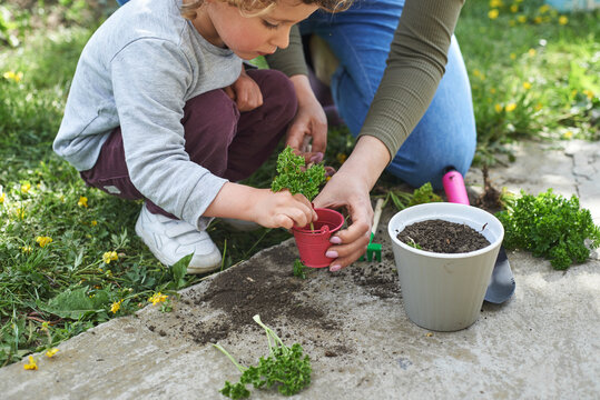 Child plants herb in pot