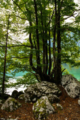 nature around the lake Bohinj in the Triglav national park in Slovenia
