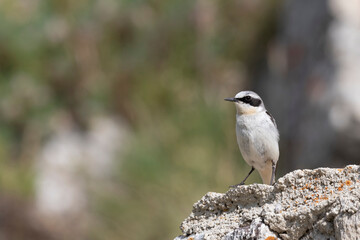 Northern Wheatear (Oenanthe oenanthe). beautiful bird that lives at high altitudes.