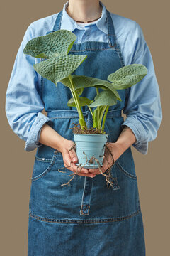 Gardener in apron with a plant