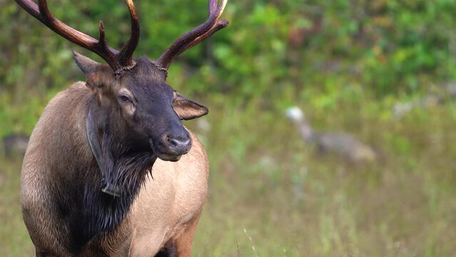 Rocky Mountain Bull Elk Bugling