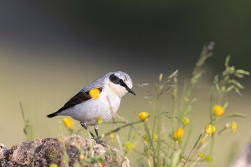 Fototapeta premium Northern Wheatear (Oenanthe oenanthe). beautiful bird that lives at high altitudes.