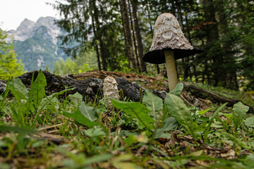 beautiful umbrella mushroom in a forest