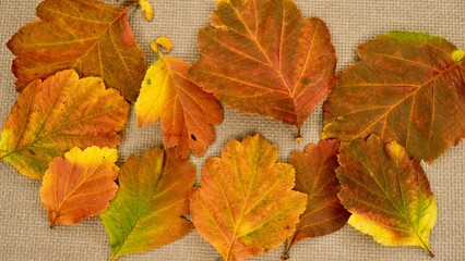 Bright autumn leaves on a gray cloth background - 532544802