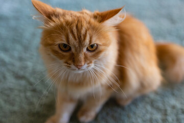 Fototapeta na wymiar Adorable tabby cat sitting on kitchen floor staring at camera.