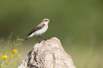 Northern Wheatear (Oenanthe oenanthe). beautiful bird that lives at high altitudes.