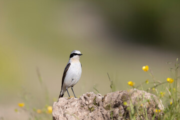 Northern Wheatear (Oenanthe oenanthe). beautiful bird that lives at high altitudes.