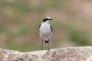 Northern Wheatear (Oenanthe oenanthe). beautiful bird that lives at high altitudes.