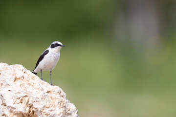 Northern Wheatear (Oenanthe oenanthe). beautiful bird that lives at high altitudes.