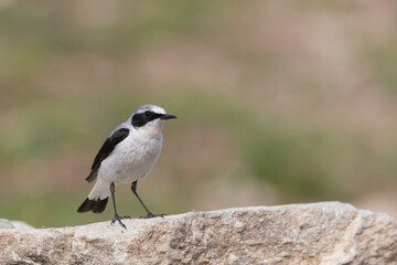 Northern Wheatear (Oenanthe oenanthe). beautiful bird that lives at high altitudes.