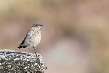 Northern Wheatear (Oenanthe oenanthe). beautiful bird that lives at high altitudes.