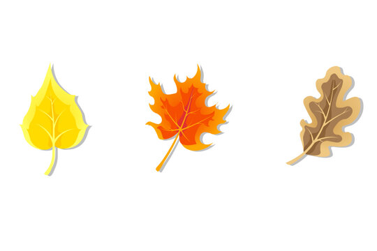 Autumn leaves of different trees. Leafing fallen from a tree. Vector image of autumn leaves in yellow, orange and brown
