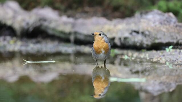 Perfect reflection of Red Robin walking through the water in forest