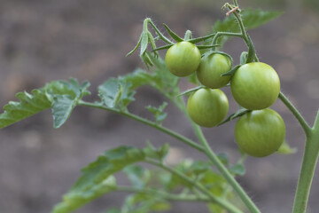 Selective focus shot of a bunch of green tomatoes in the farm. Concept for growing tomatoes