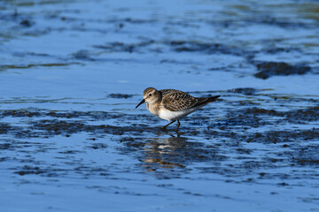 Cute little Baird's Sandpiper shorebird wades along the shore of Lake Ontario