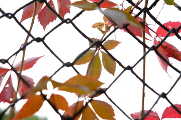 red leaves in autumn of wild grape on the metal fance