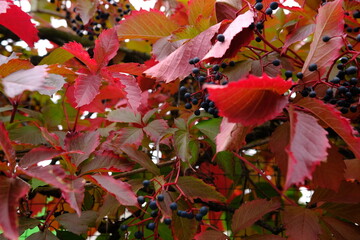 red leaves in autumn of wild grape on the metal fance