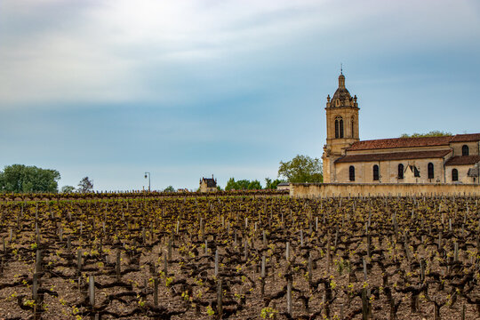 Beautiful view of vineyard in Paulliac Bordeaux France