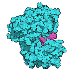 Anaplastic lymphoma kinase (ALK, tyrosine kinase domain) protein. Shown in complex with the inhibitor crizotinib. 3D rendering based on protein data bank entry 2xp2.