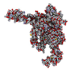 Integrin alpha-4 beta 7 (a4b7, headpiece). Cell surface protein complex that plays a role in directing T lymphocytes to the gut. 3D rendering based on protein data bank entry 3v4v.