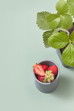 Cup with fresh strawberries and pot with plant.