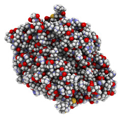 alprotectin protein. Antimicrobial protein that is capable of sequestering the essential nutrients manganese and zinc. Used as biomarker of inflammatory bowel disease.