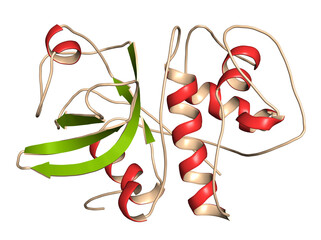 Cathepsin K enzyme bound to the inhibitor odanacatib. 3D rendering based on protein data bank entry 5tdi.