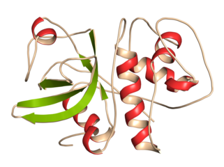 Cathepsin K enzyme bound to the inhibitor odanacatib. 3D rendering based on protein data bank entry 5tdi.